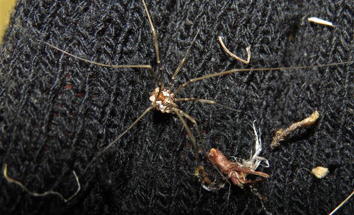 Metaphalangium sp. from Portugal